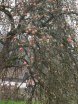 2012-11-22 Kesselheisse