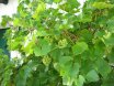 2010-09-18 Eifelcross