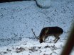 2012-01-26 Hochficht